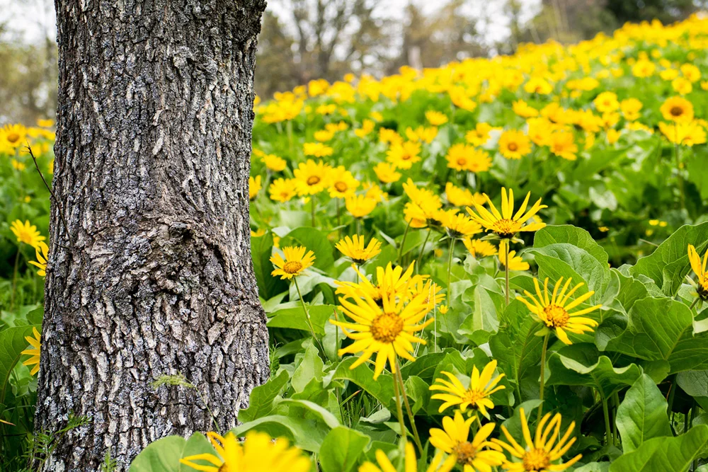 Guided By The Youth (And All The Purty Colors) - A Mirrorless Camera Pacific Northwest Photo Trip - Part 3