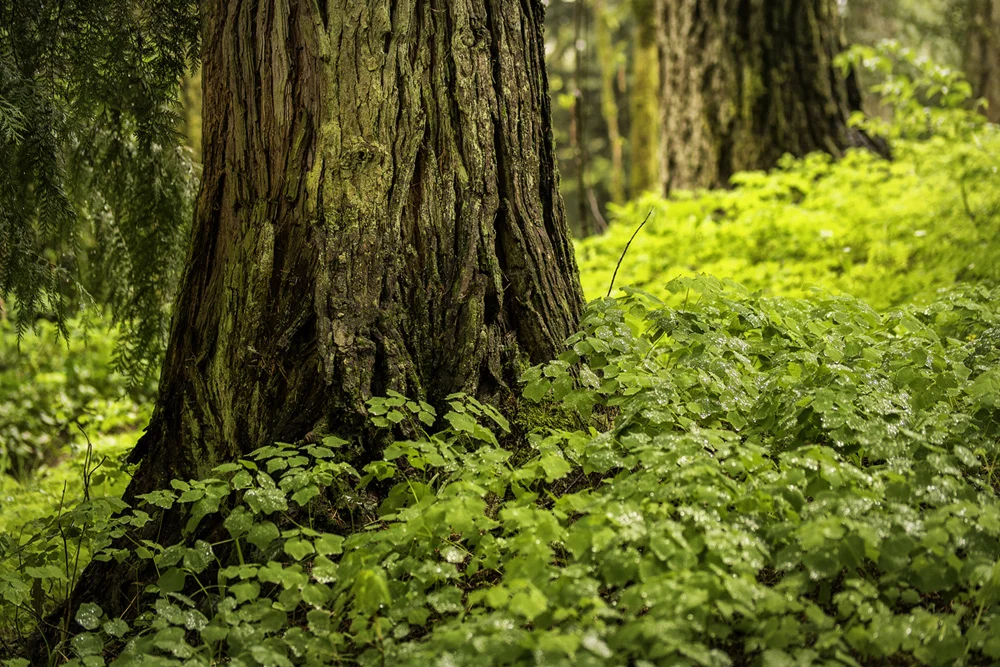 wasim muklashy photography_pacific_northwest_samsung nx30_mirrorless_32.jpg