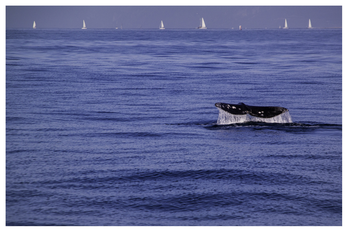 wasim_muklashy_ventura_ca_031514_nx30_sam_0222_2400_withborder.jpg