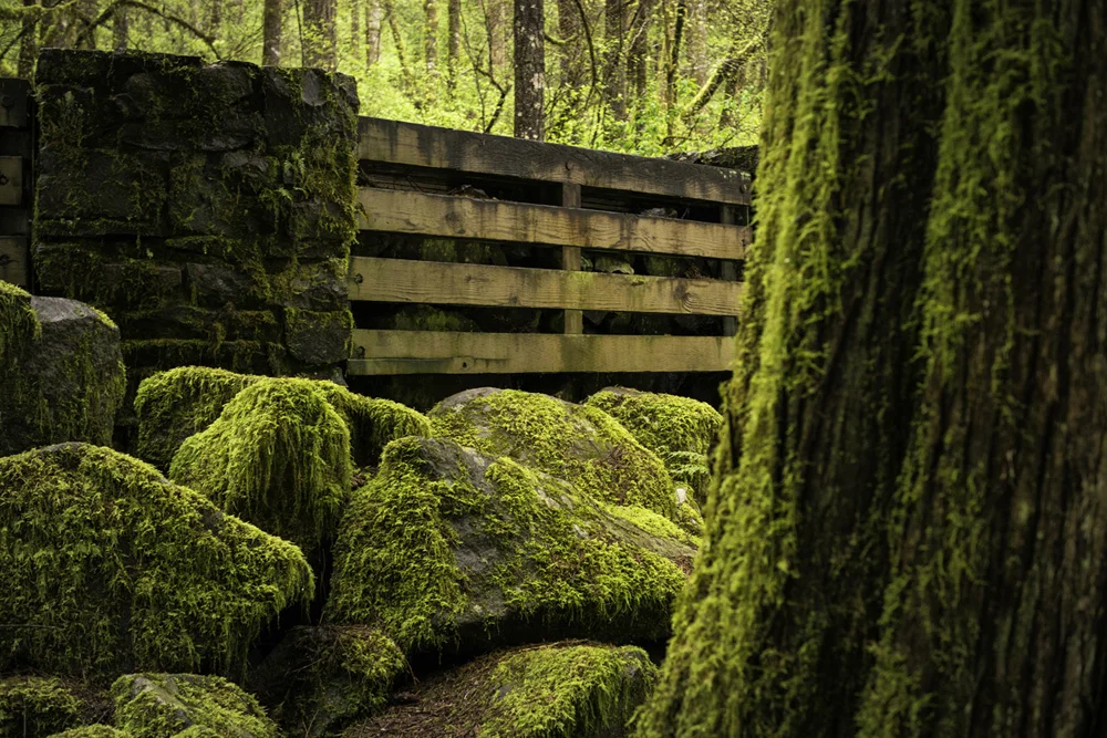 wasim muklashy photography_pacific_northwest_samsung nx30_mirrorless_38.jpg