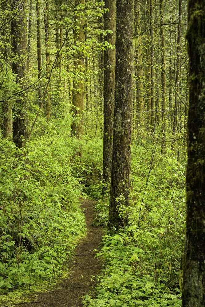 wasim muklashy photography_pacific_northwest_samsung nx30_mirrorless_42.jpg
