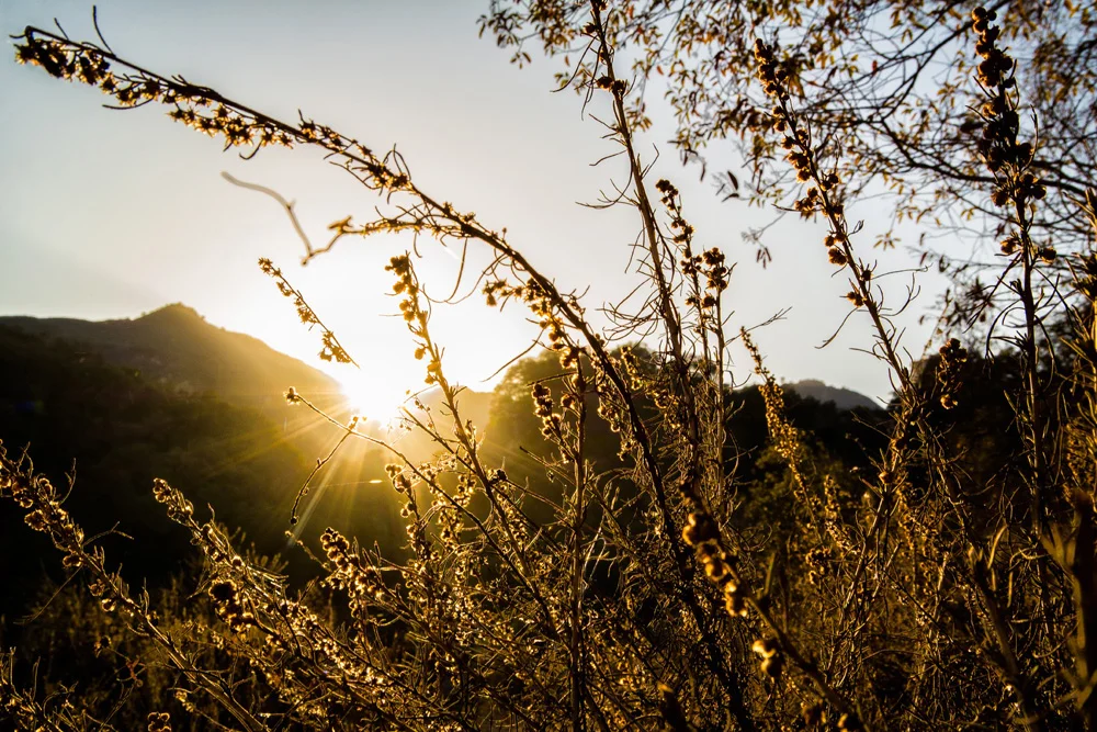 Bluegrass And Treetops On The Topanga Trails