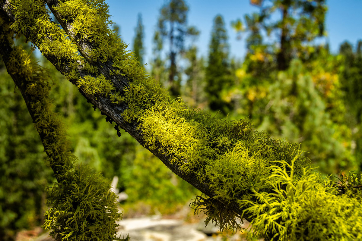 Wasim-Muklashy-Photography_Far-Meadow_Yosemite_California_33.jpg