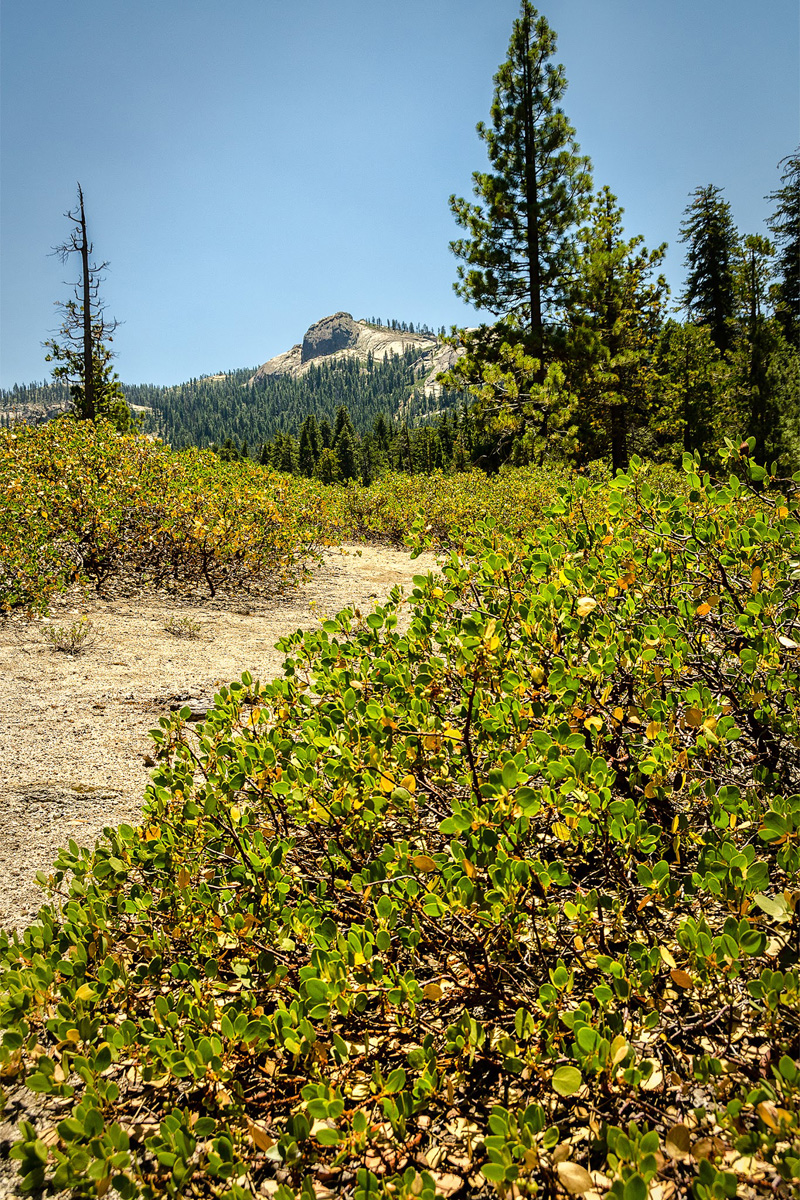 Wasim-Muklashy-Photography_Far-Meadow_Yosemite_California_32.jpg