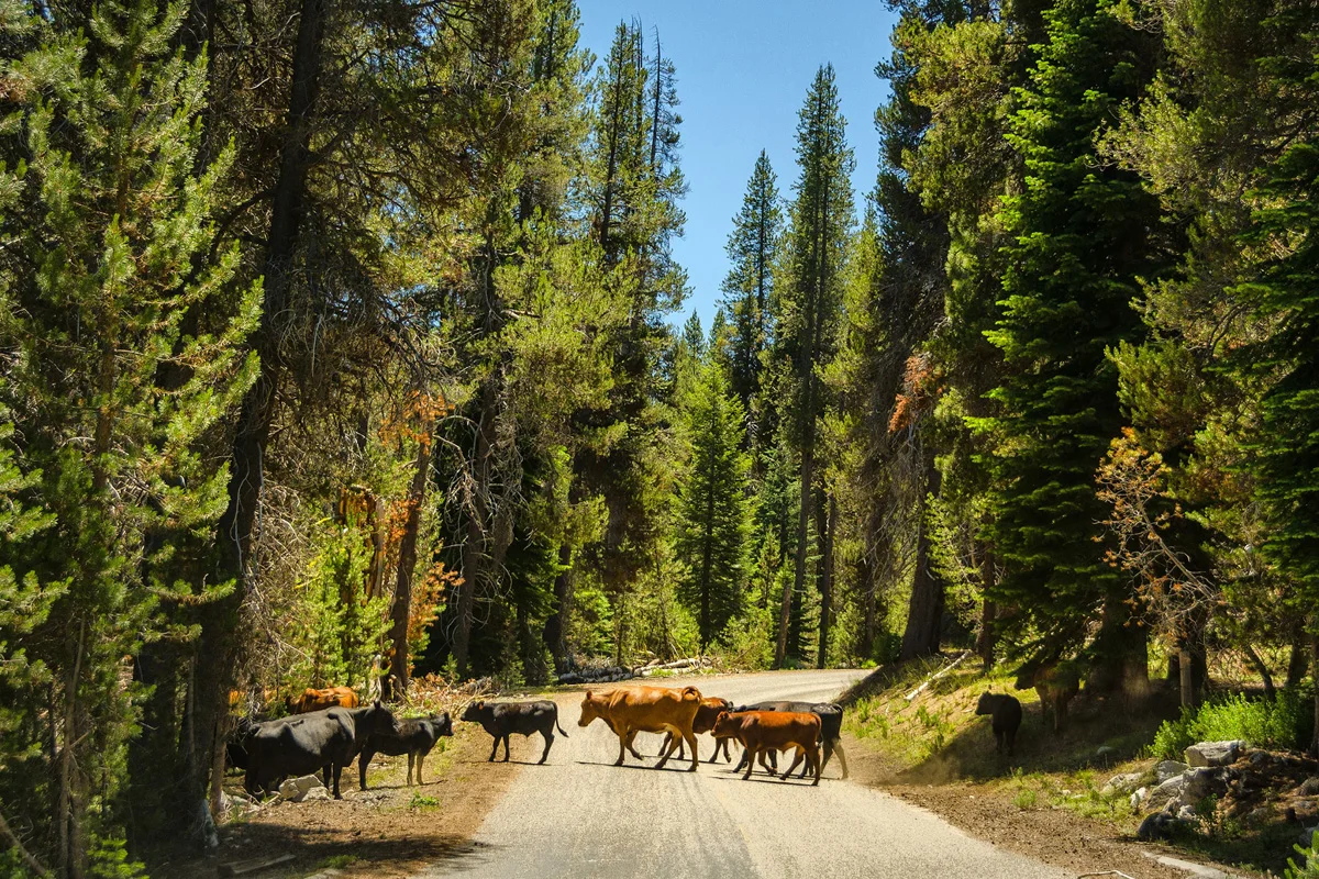 Far Meadow Yosemite - A photo trip? (Part 1)