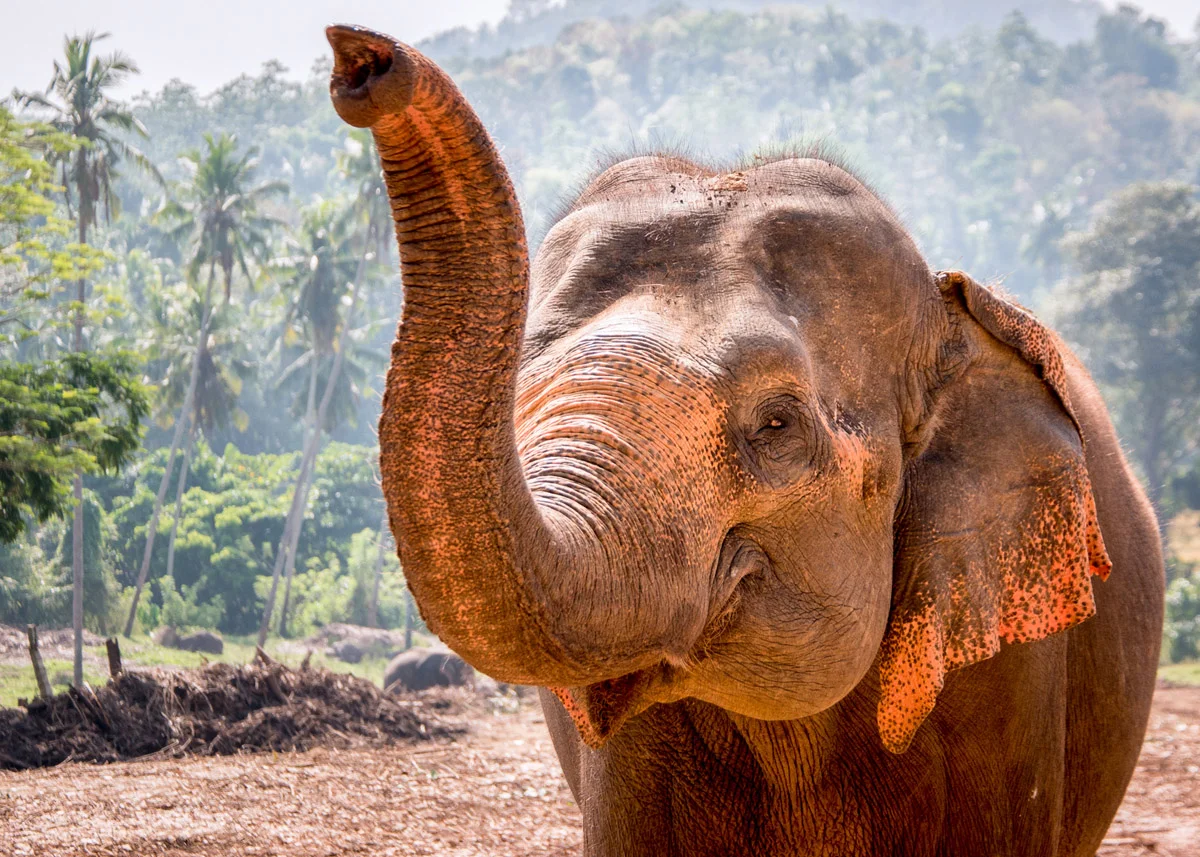 Pinnawala Elephant Orphanage, Sri Lanka