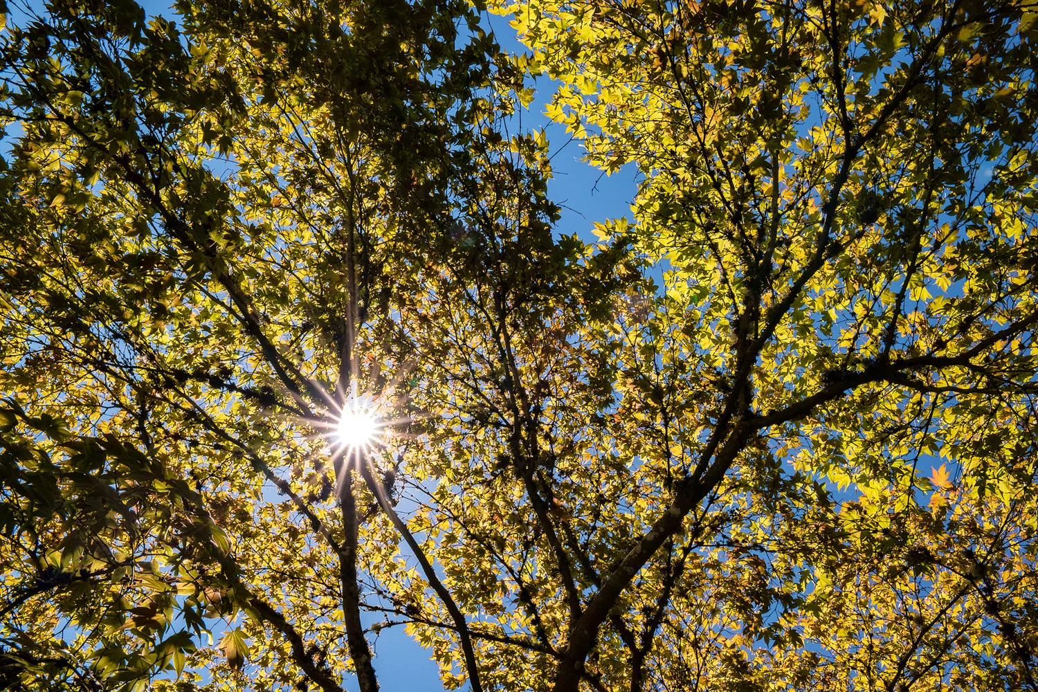 Wasim Muklashy Photography_Samsung NX1_Japanese Garden_Portland_Oregon_ SAM_6493-Edit-2.jpg
