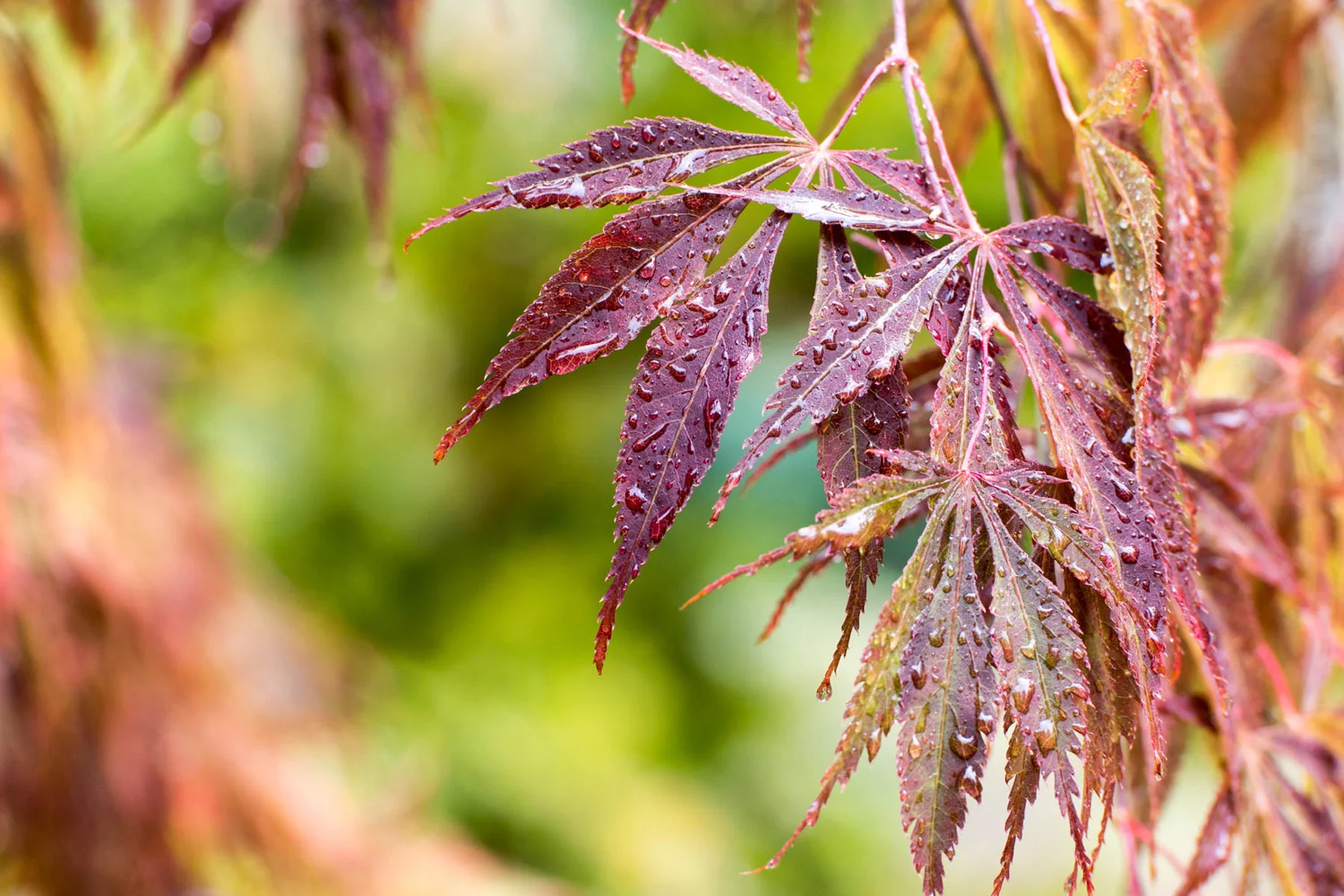 Turning Over A New Leaves - A Pacific Northwest Autumn Meditation