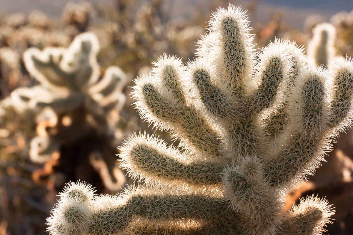 Wasim Muklashy Photography_Samsung NX1_Joshua Tree National Park_California_-SAM_2122.jpg