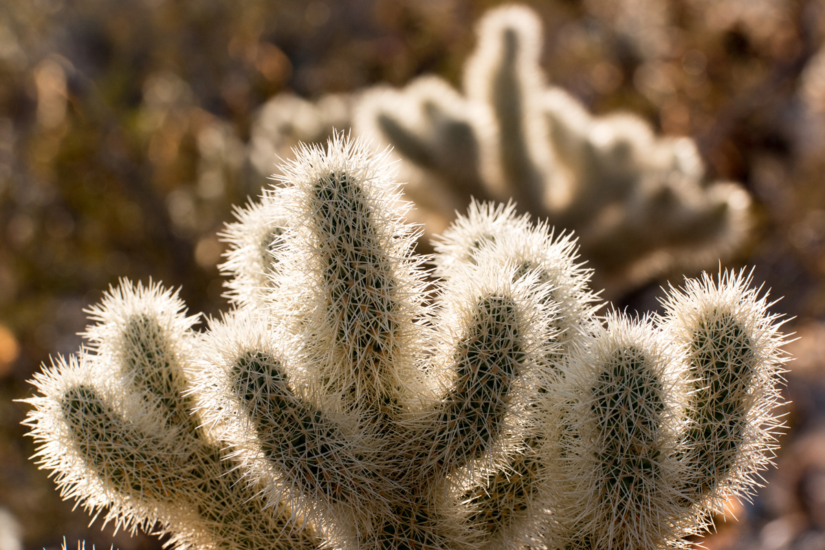 Wasim Muklashy Photography_Samsung NX1_Joshua Tree National Park_California_-SAM_2124.jpg