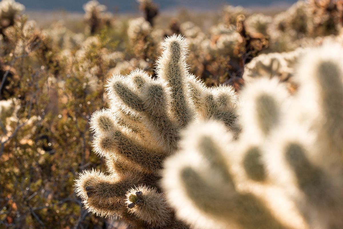 Wasim Muklashy Photography_Samsung NX1_Joshua Tree National Park_California_-SAM_2131.jpg