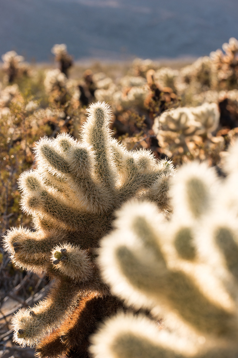 Wasim Muklashy Photography_Samsung NX1_Joshua Tree National Park_California_-SAM_2135.jpg