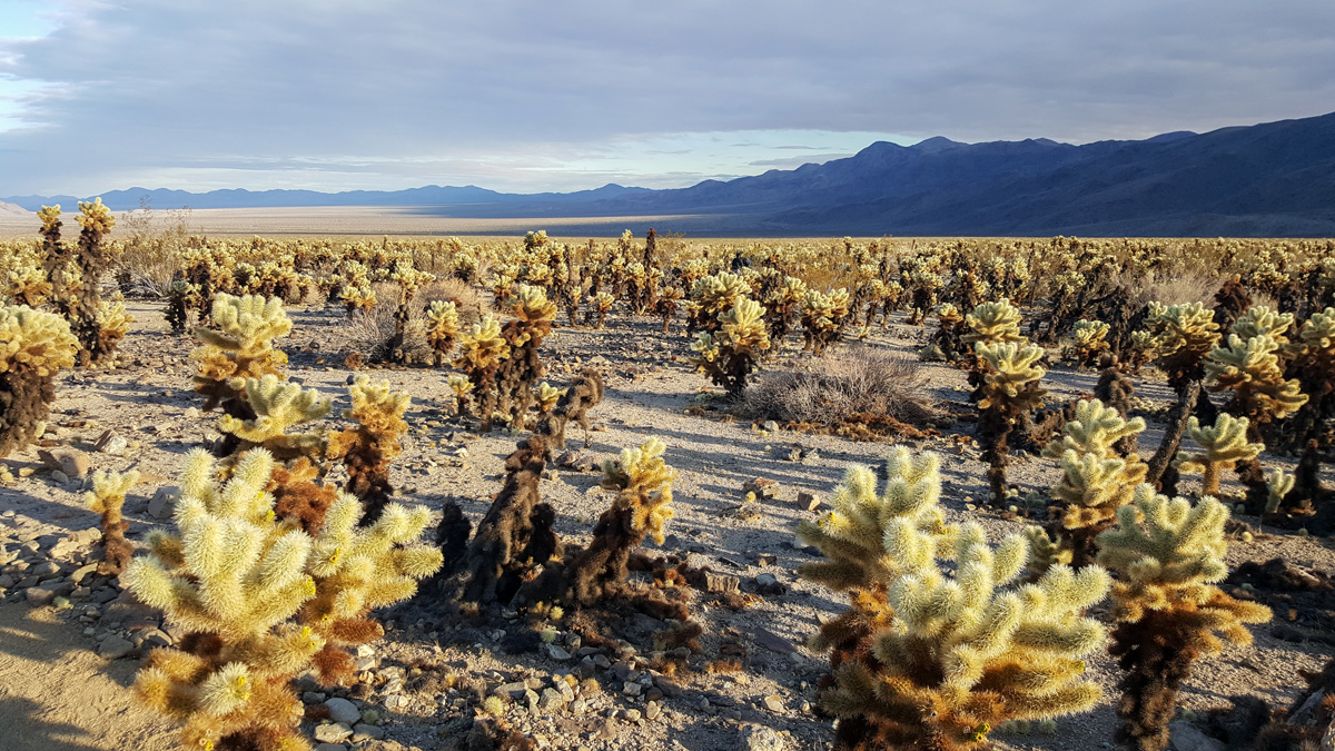 Wasim Muklashy Photography_Samsung Galaxy Note 5_Joshua Tree National Park_California_-20151127_152132.jpg