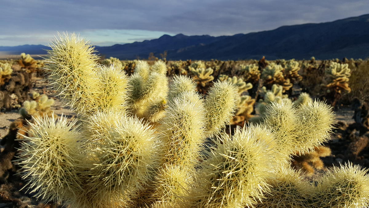 Wasim Muklashy Photography_Samsung Galaxy Note 5_Joshua Tree National Park_California_-20151127_152249.jpg