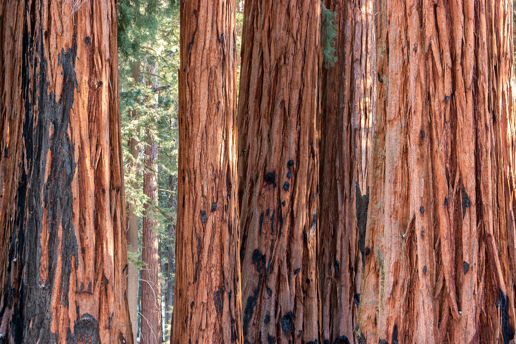 Wasim Muklashy Photography_Sequoia National Park_California_December 2015_-SAM_4019-Edit.jpg