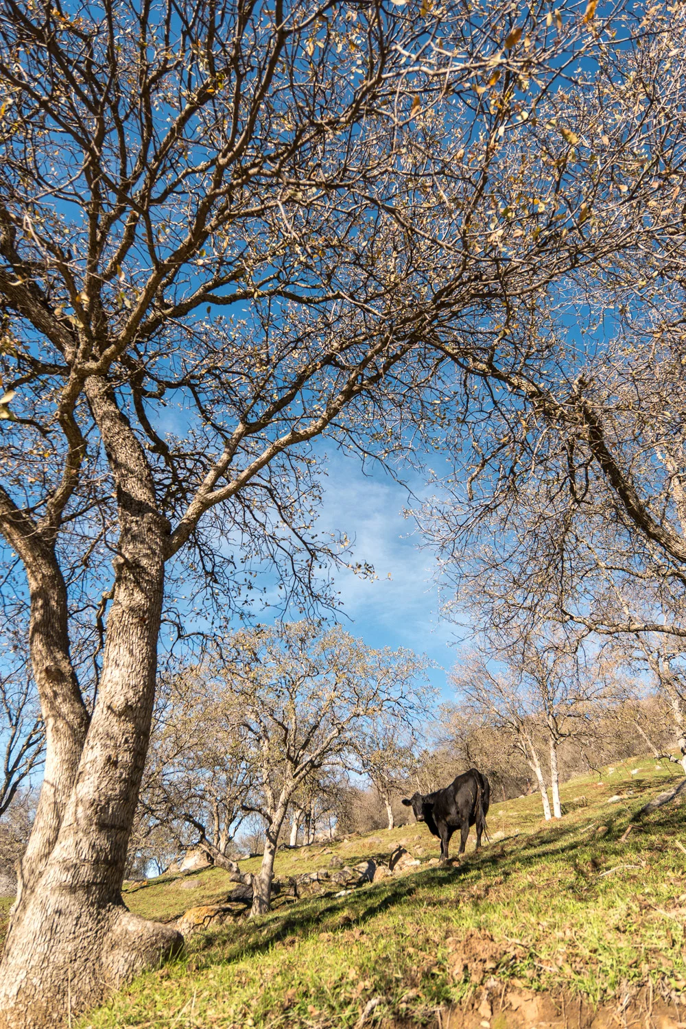 Wasim Muklashy Photography_Three Rivers Ranch_Around_02.jpg