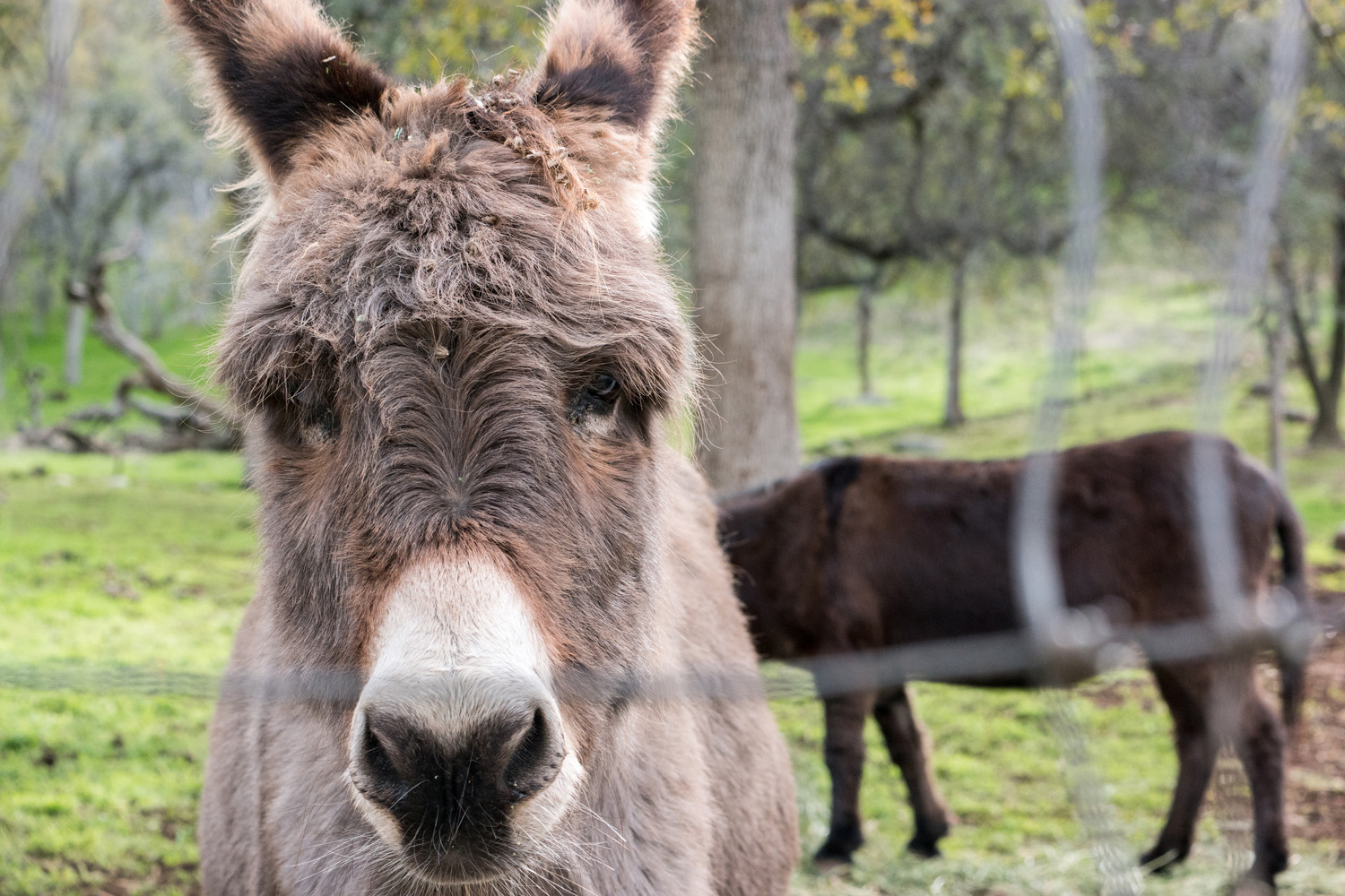 Wasim Muklashy Photography_Three Rivers Ranch_Around_15.jpg