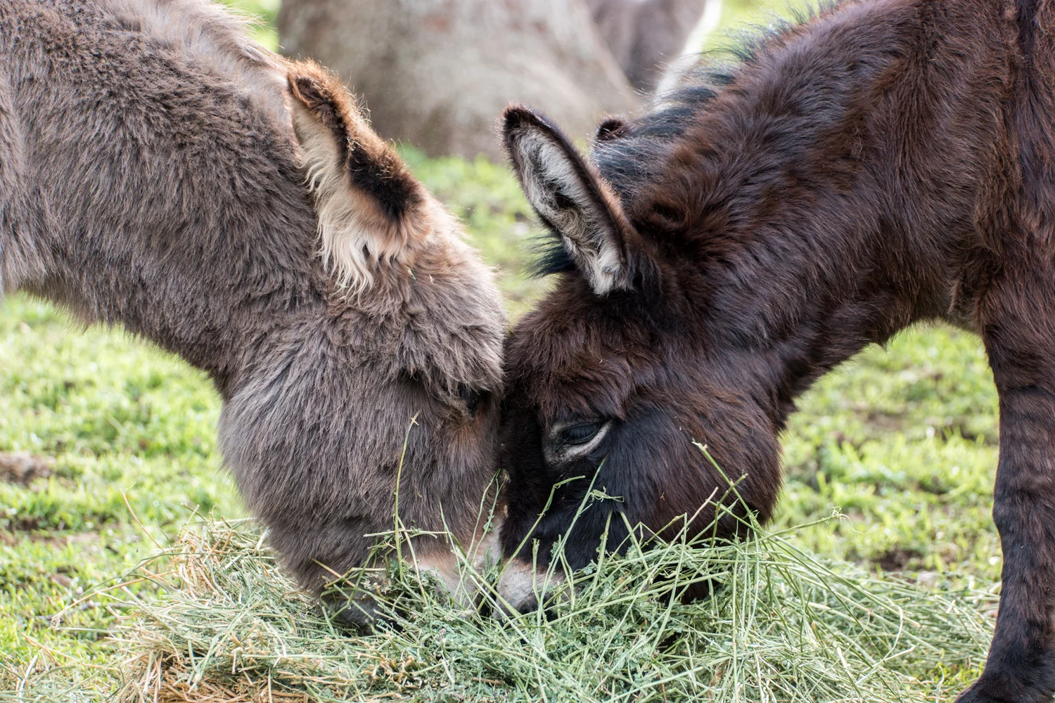Wasim Muklashy Photography_Three Rivers Ranch_Around_16.jpg
