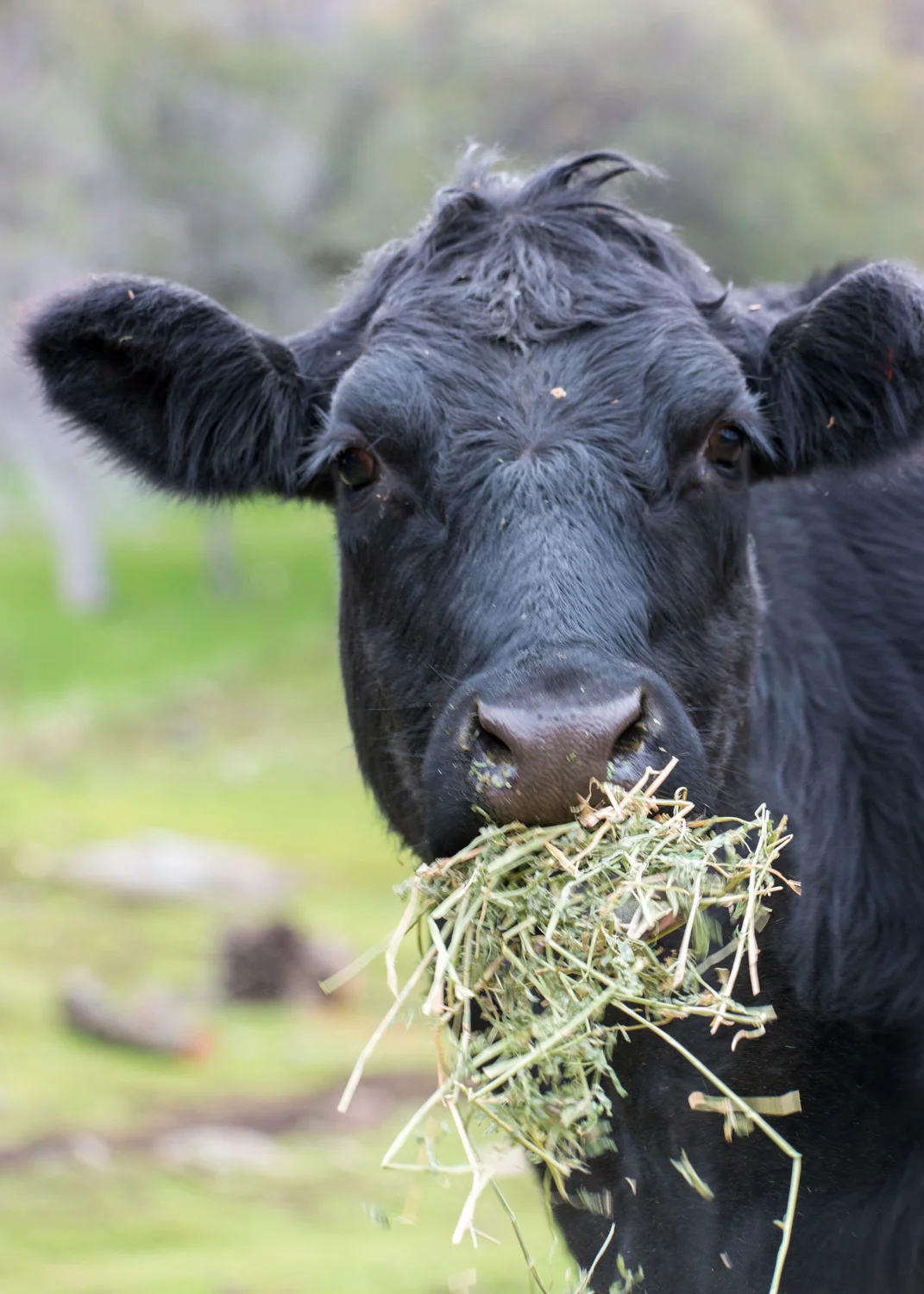 Wasim Muklashy Photography_Three Rivers Ranch_Around_17.jpg