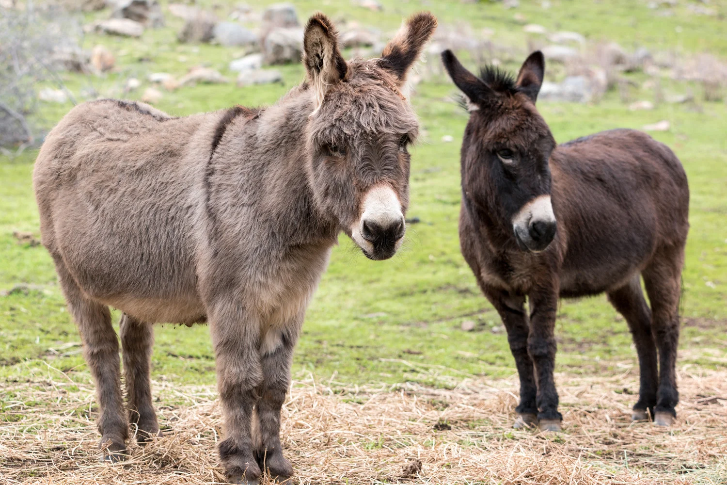 Wasim Muklashy Photography_Three Rivers Ranch_Around_19.jpg