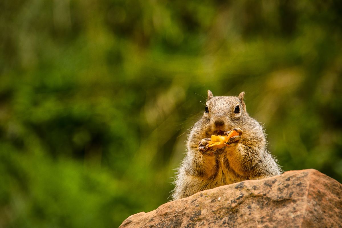  zion national park.summer 2013. 