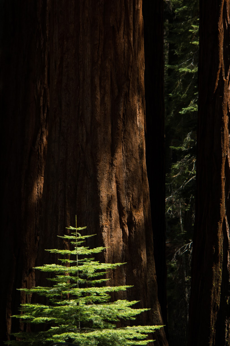 Wasim Muklashy Photography_Wasim of Nazareth_Happy Birthday National Park Service_NPS100_08.jpg