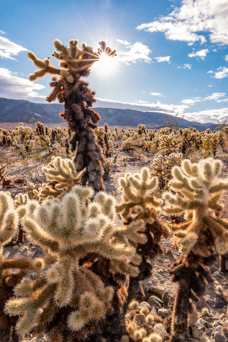 Wasim Muklashy Photography_Wasim of Nazareth_Happy Birthday National Park Service_NPS100_87.jpg