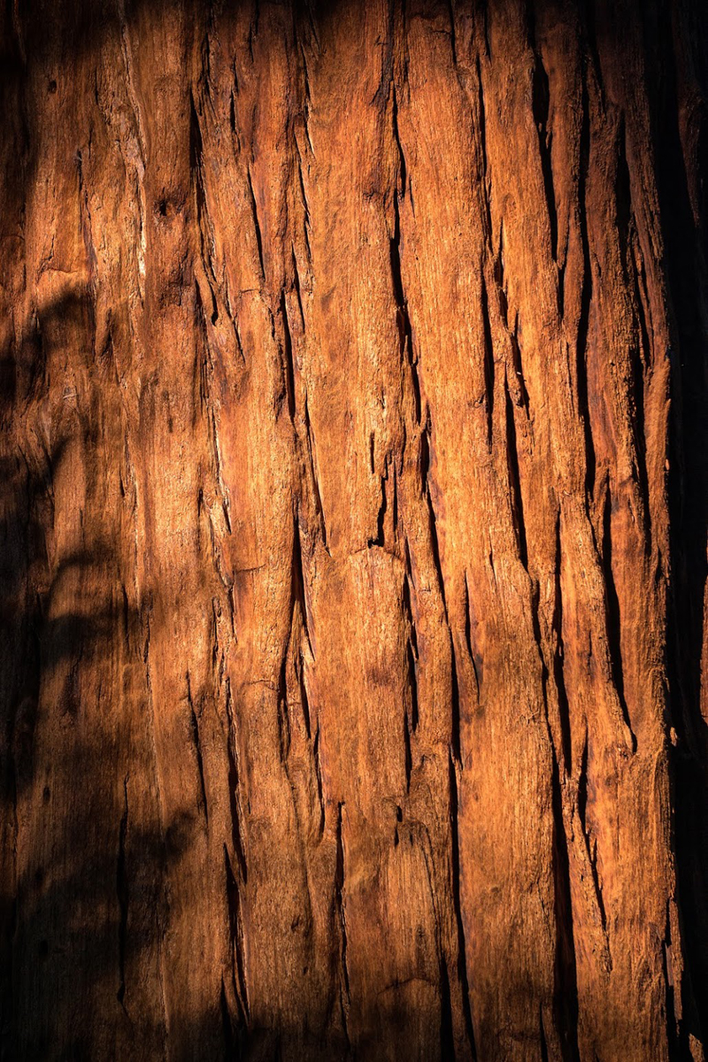 Wasim Muklashy Photography_Wasim of Nazareth_Happy Birthday National Park Service_NPS100_94.jpg