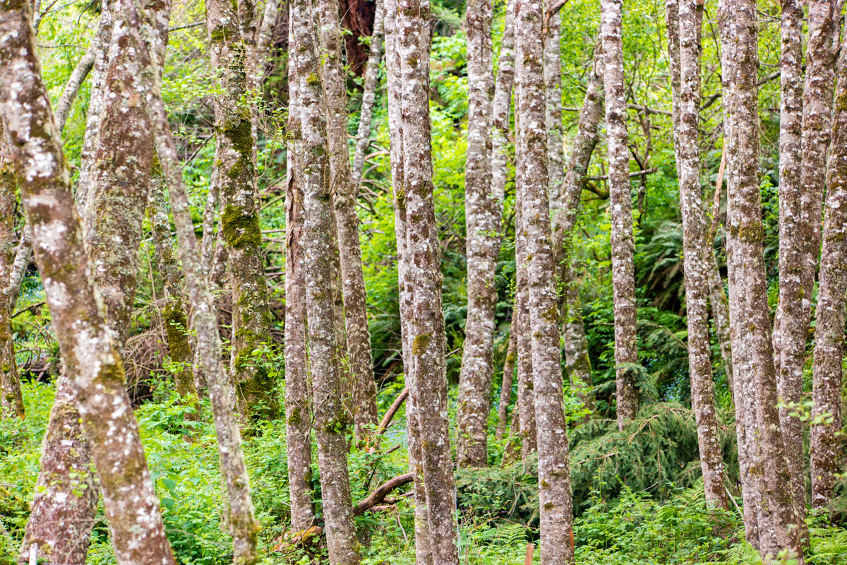 Wasim Muklashy Photography_Los Angeles to Portland_33.jpg