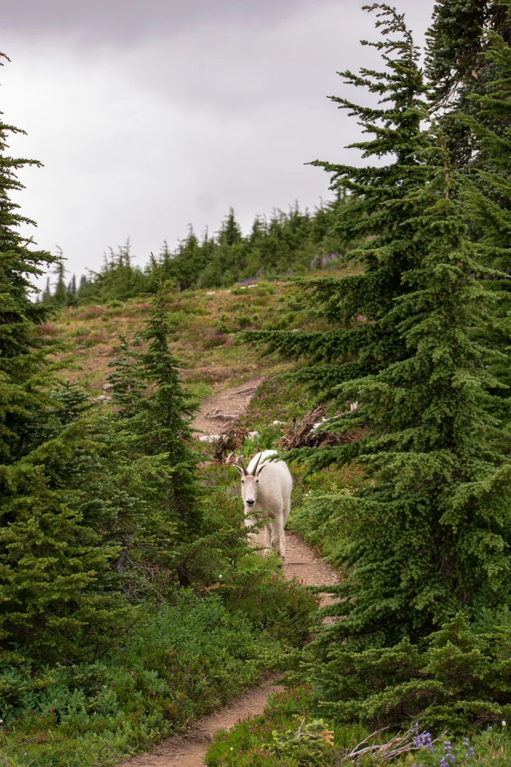 Wasim Muklashy Photography_Olympic National Park_High Divide Loop_048.jpg