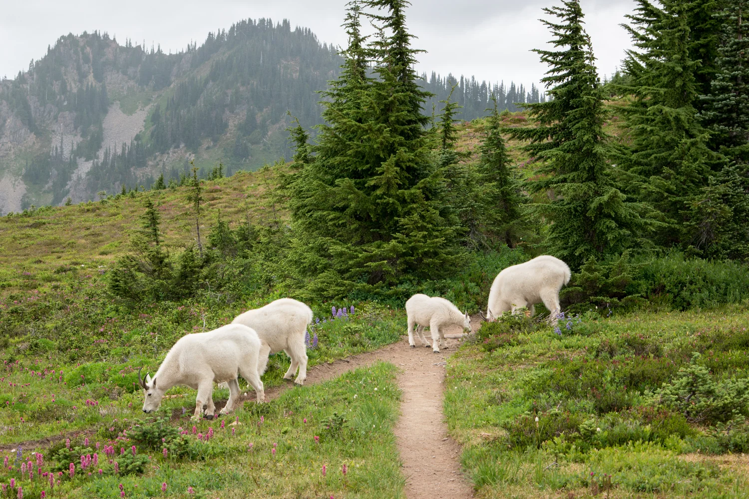 Wasim Muklashy Photography_Olympic National Park_High Divide Loop_049.jpg
