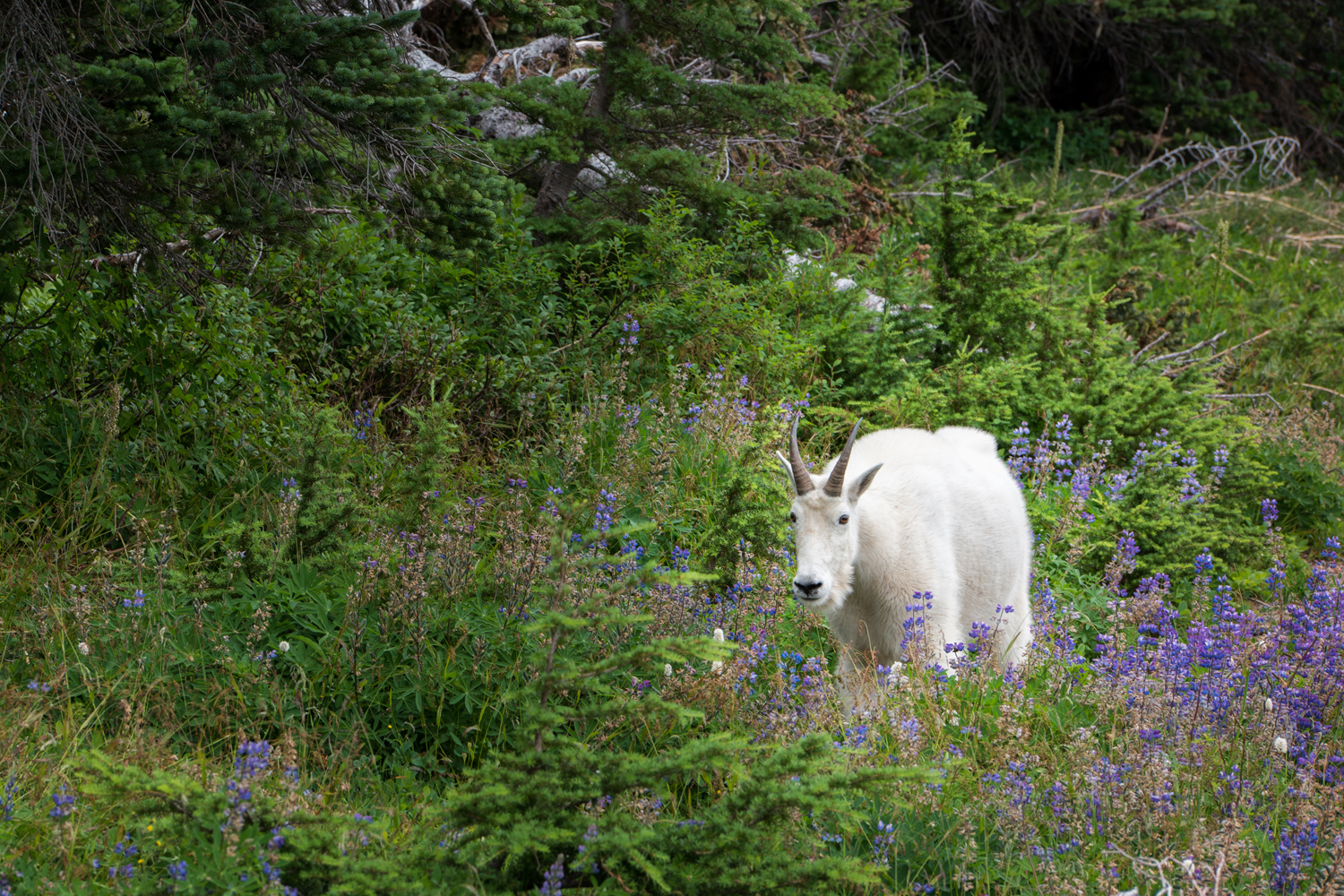 Wasim Muklashy Photography_Olympic National Park_High Divide Loop_052.jpg