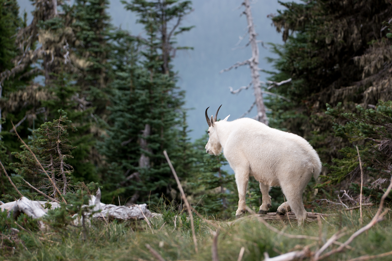 Wasim Muklashy Photography_Olympic National Park_High Divide Loop_055.jpg