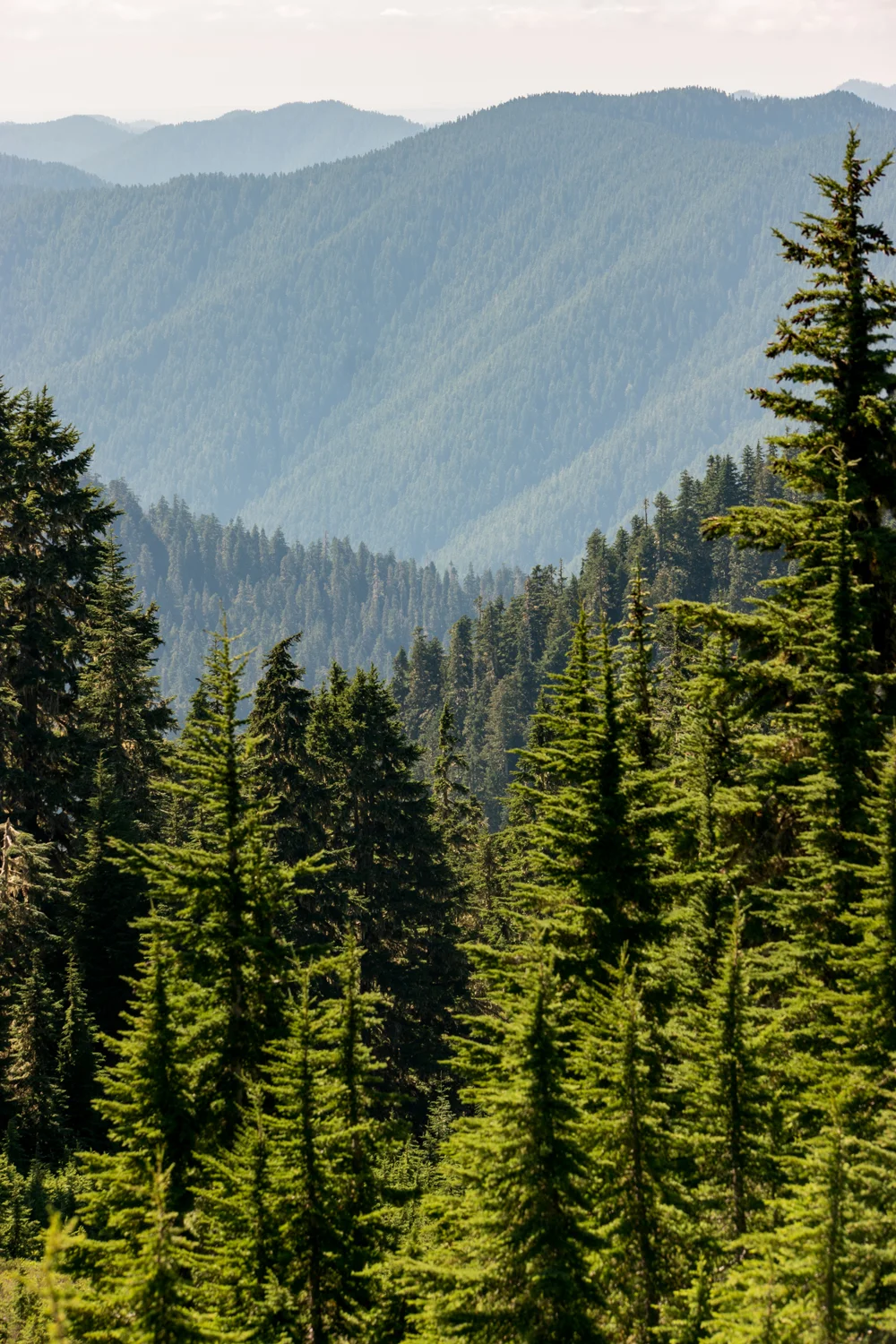 Wasim Muklashy Photography_Olympic National Park_High Divide Loop_099.jpg