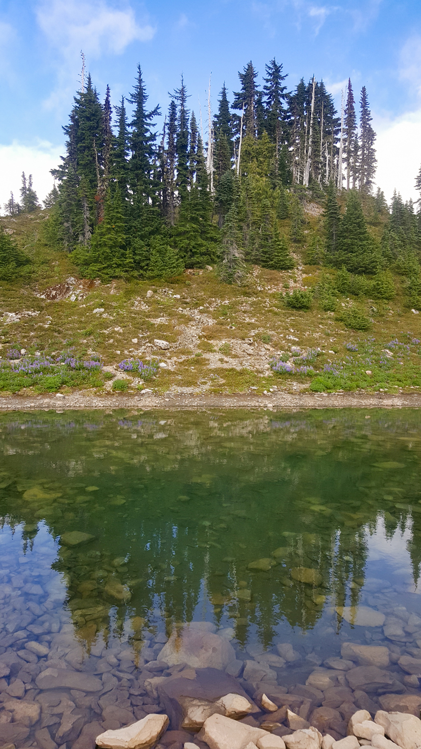 Wasim Muklashy Photography_Olympic National Park_High Divide Loop_125.jpg