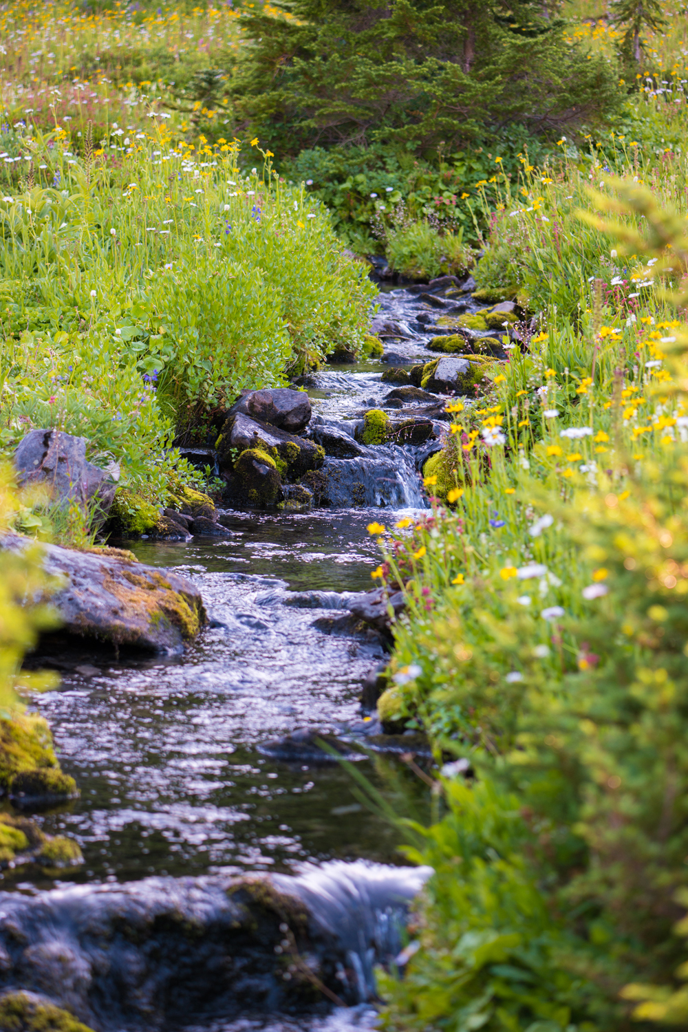 Wasim Muklashy Photography_Olympic National Park_High Divide Loop_012.jpg