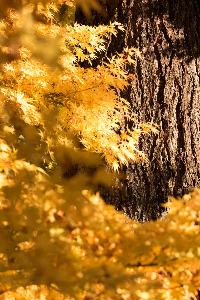 Wasim Muklashy Photography_Portland_Oregon_011.jpg