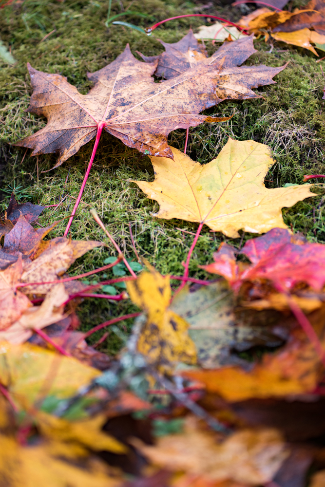 Wasim Muklashy Photography_Portland_Oregon_Fall Colors_Autumn_Nature_003.jpg