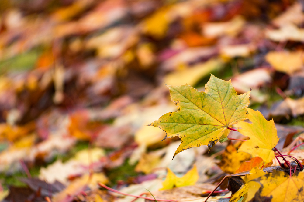 Wasim Muklashy Photography_Portland_Oregon_Fall Colors_Autumn_Nature_004.jpg