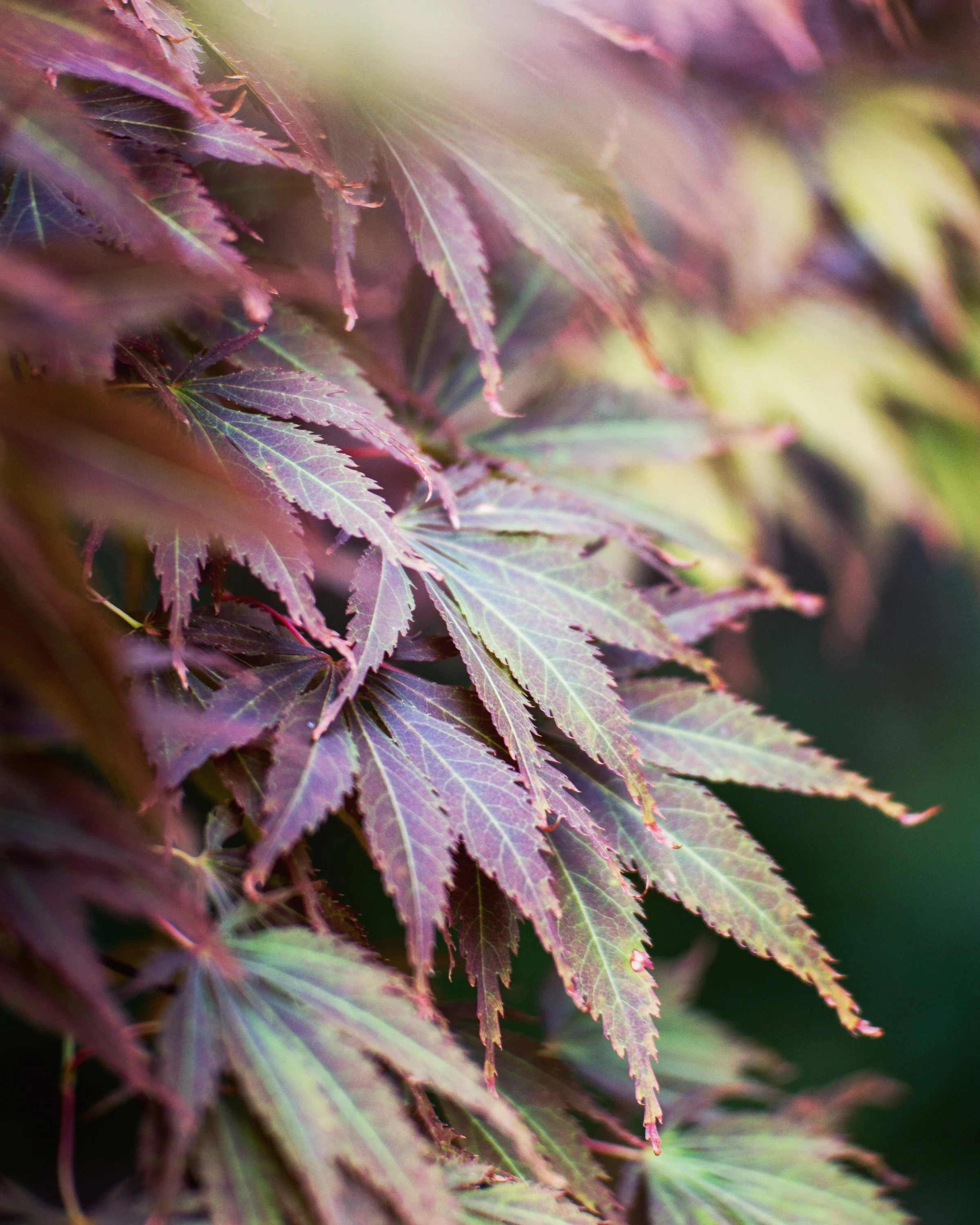 Wasim Muklashy Photography_Portland_Oregon_107.jpg
