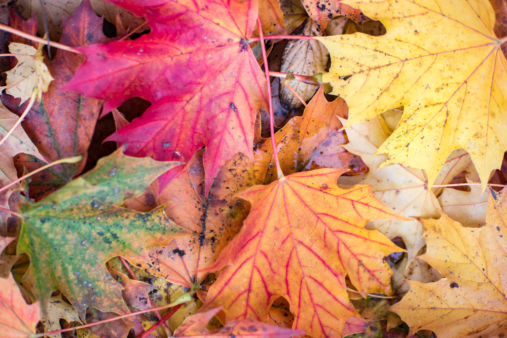 Wasim Muklashy Photography_Portland_Oregon_Fall Colors_Autumn_Nature_012.jpg