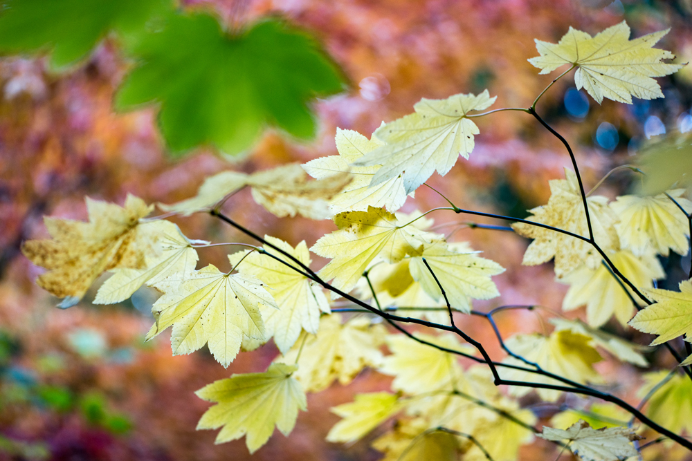 Wasim Muklashy Photography_Wasim of Nazareth_Japanese Garden_Fall_Portland_Oregon_19.jpg