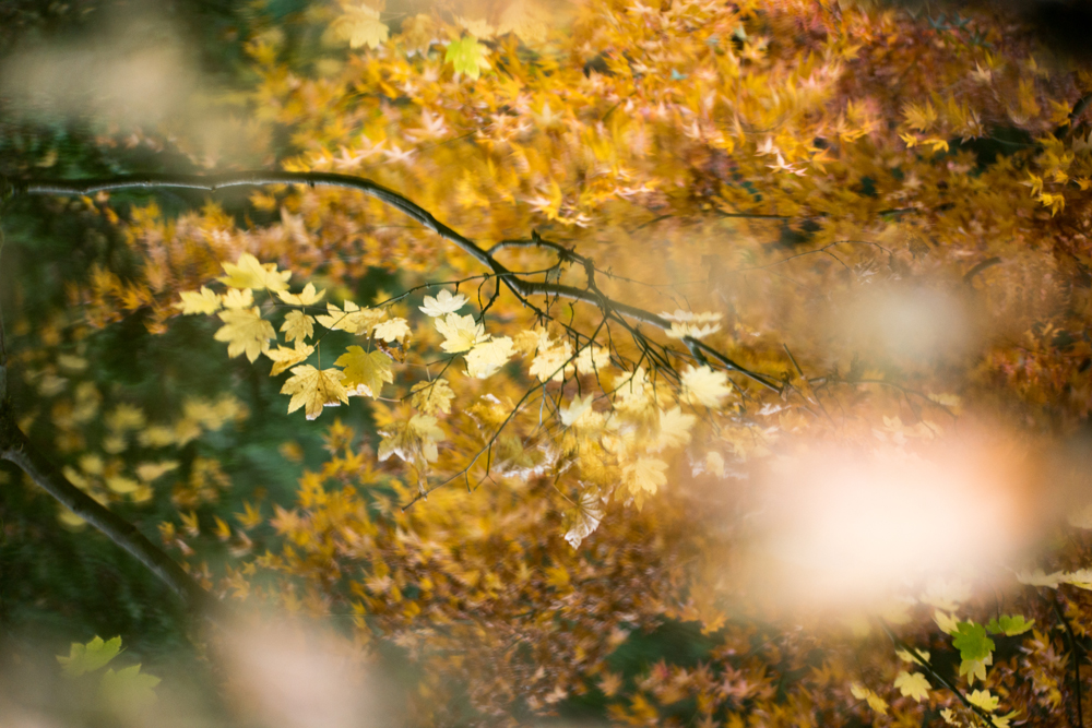 Wasim Muklashy Photography_Wasim of Nazareth_Japanese Garden_Fall_Portland_Oregon_21.jpg