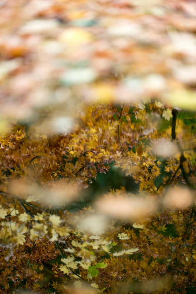 Wasim Muklashy Photography_Wasim of Nazareth_Japanese Garden_Fall_Portland_Oregon_22.jpg