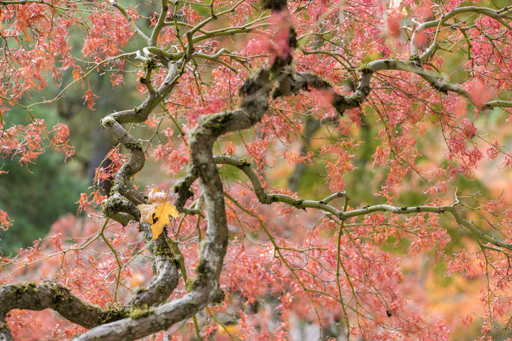 Wasim Muklashy Photography_Wasim of Nazareth_Japanese Garden_Fall_Portland_Oregon_35.jpg