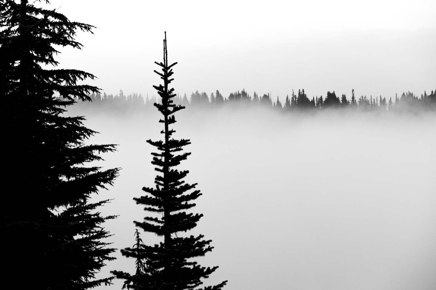 Wasim Muklashy Photography_Wasim of Nazareth_Mount Rainier National Park_Washington_125.jpg