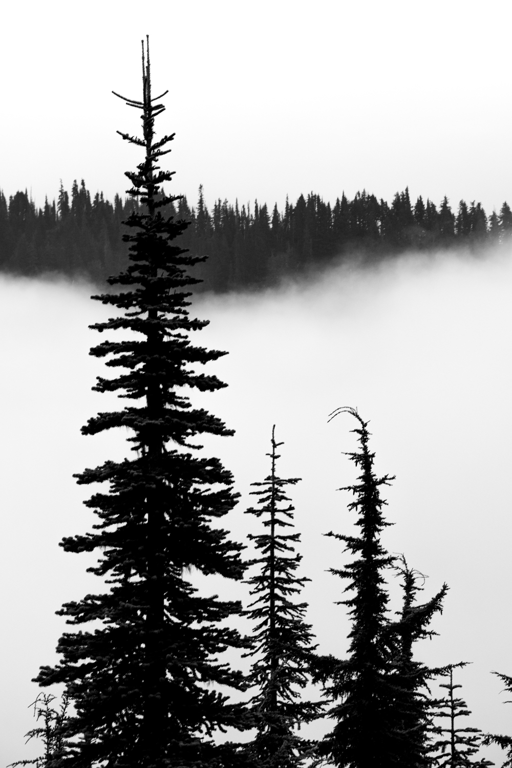 Wasim Muklashy Photography_Wasim of Nazareth_Mount Rainier National Park_Washington_126.jpg