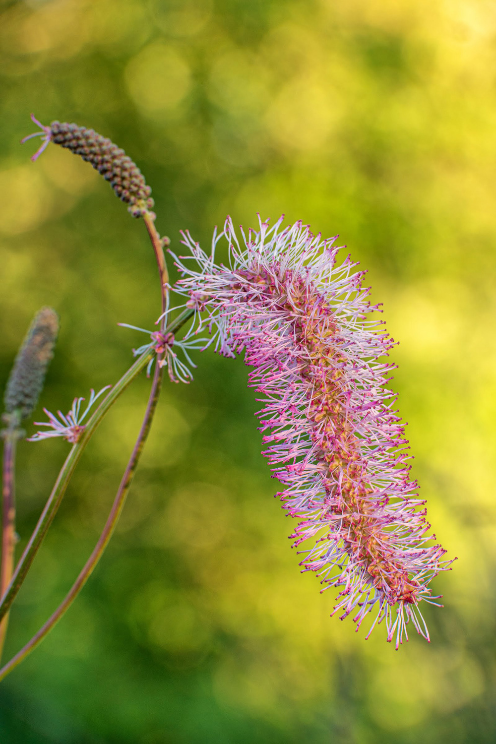 Wasim Muklashy Photography_Oakwood Gardens_Hillsboro_Oregon_104.jpg