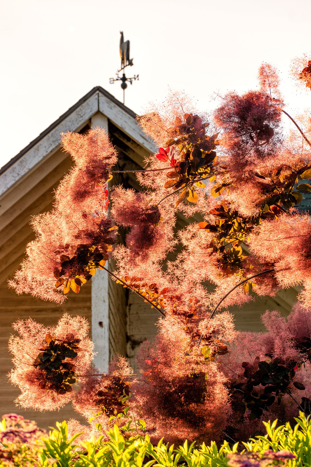 Wasim Muklashy Photography_Oakwood Gardens_Hillsboro_Oregon_103.jpg