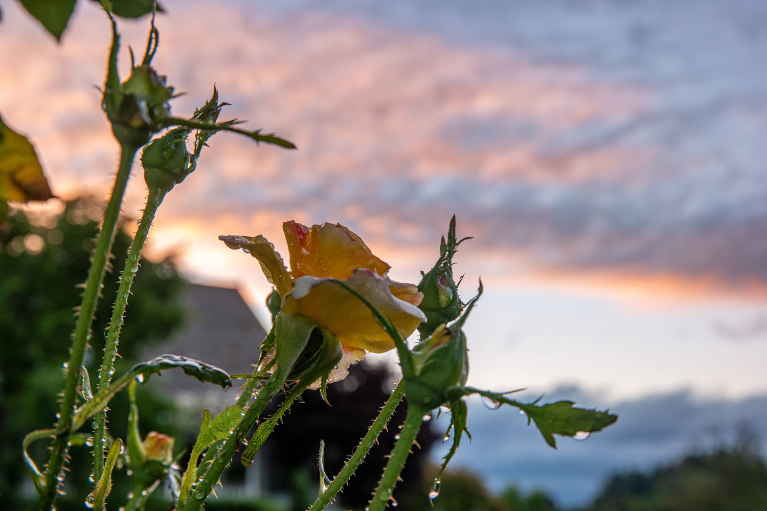 Wasim Muklashy Photography_Oakwood Gardens_Hillsboro_Oregon_133.jpg